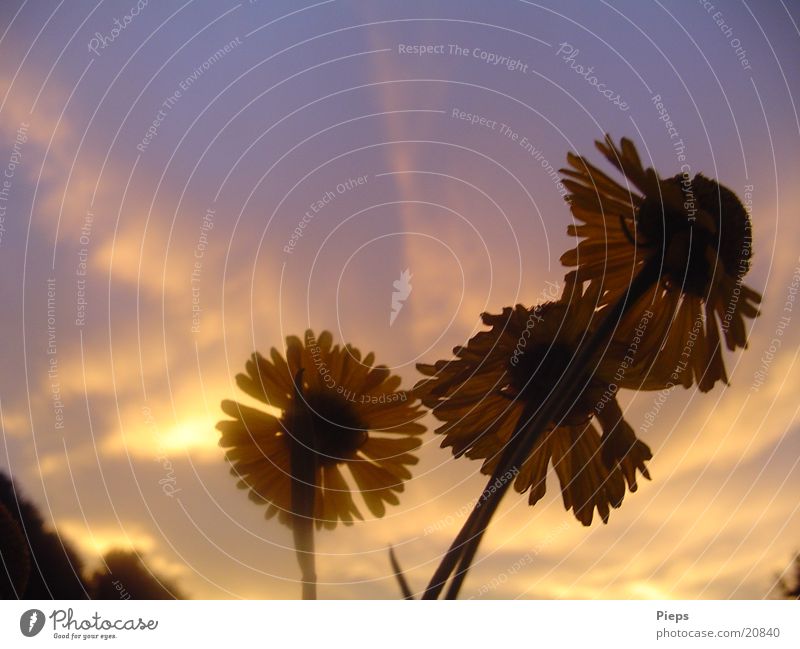 Abends im August 1 Farbfoto Außenaufnahme Dämmerung Sonnenstrahlen Sommer Natur Pflanze Himmel Wolken Blume Blüte Garten violett Stimmung Jahreszeiten 3 flowers