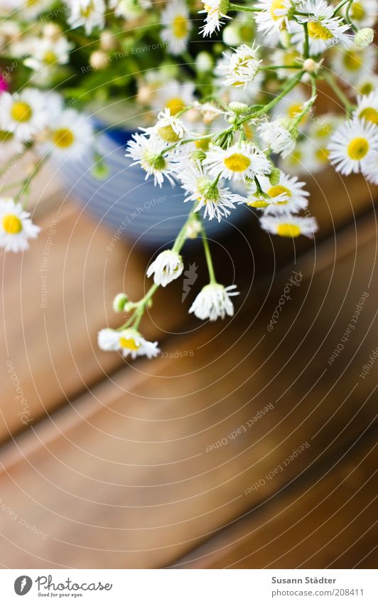 der Sommer muss bleiben Blume schön Kamillenblüten Vase Blumenstrauß Streifen Holztisch Holzfußboden Dekoration & Verzierung Tischdekoration einzigartig