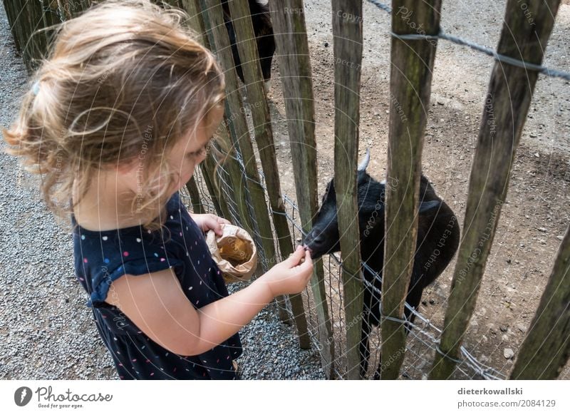 Tiere füttern Kindererziehung Kindergarten lernen Landwirtschaft Forstwirtschaft Mensch Kleinkind Mädchen 3-8 Jahre Kindheit Umwelt Natur Park Wiese Nutztier