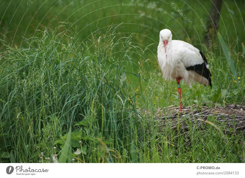 Ich mach' noch ein Nickerchen Natur Gras Sträucher Wiese Seeufer Flussufer Wildtier Flügel Storch 1 Tier schlafen stehen grün friedlich Nest Schnabel Farbfoto