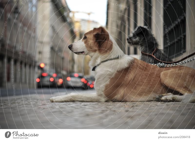 waiting, waiting, waiting, waiting Stadt Hauptstadt Altstadt Mauer Wand Straße Bürgersteig Kopfsteinpflaster Rücklicht Bremslicht PKW Tier Haustier Hund Fell