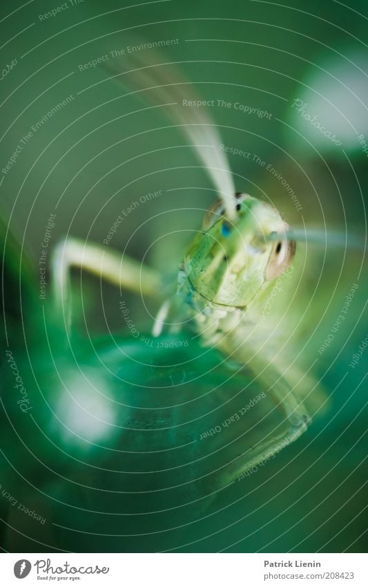 strange look Umwelt Natur Tier Sommer Pflanze Blatt Wildtier Tiergesicht 1 Fressen hocken Blick elegant schön Heuschrecke Fühler unheimlich Farbfoto