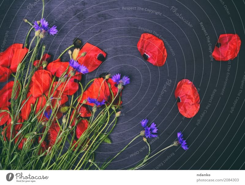 Blumenstrauß aus Feld Mohn und Kornblumen schön Sommer Feste & Feiern Natur Pflanze Blatt Blüte Blühend natürlich wild blau grün rot schwarz Farbe Überstrahlung