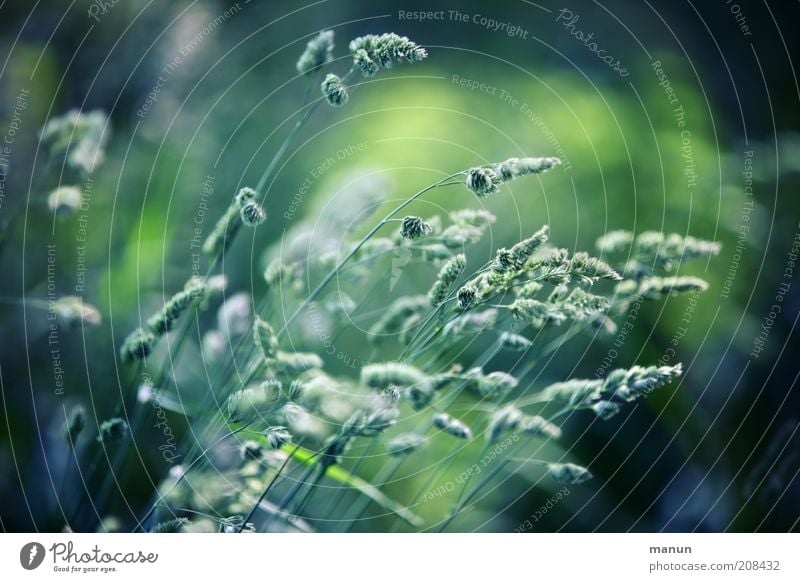 Pinselspitzen Umwelt Natur Sommer Pflanze Gras Wildpflanze Pollen Halm Blühend verblüht Wachstum schön Farbfoto Außenaufnahme Tag Unschärfe mehrere