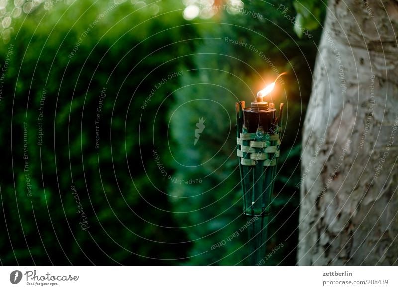 Kerze im Garten Natur Baum Fackel Baumstamm Apfelbaum Konifere Flamme Licht Lichterscheinung Abenddämmerung dunkel Flackern Wind Windlicht Lampe Öllampe