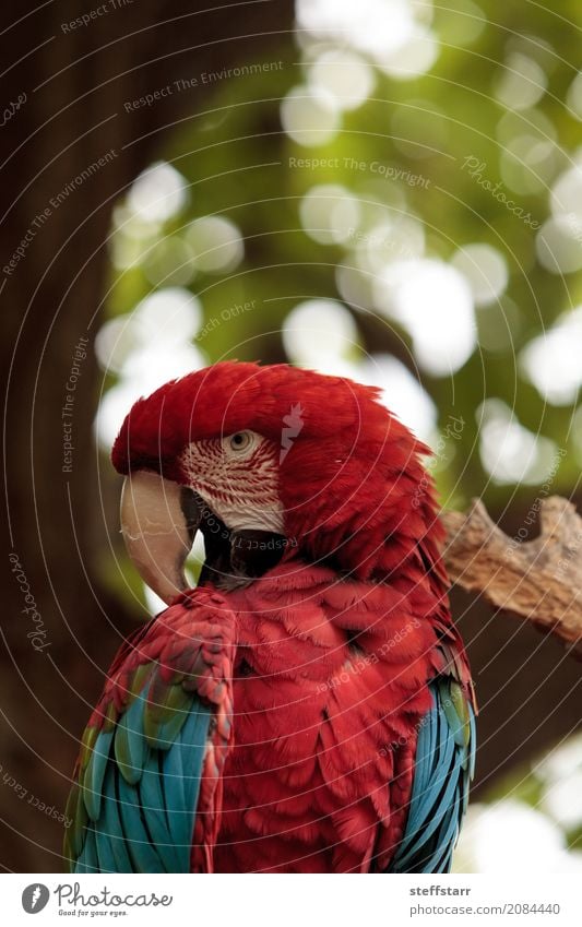 Grüner Flügel Macaw Ara chloropterus Baum Tier Wildtier Vogel 1 blau grün rot Grünflügelara Roter und grüner Ara gefährdet Südamerika Papagei Wildvogel Tierwelt