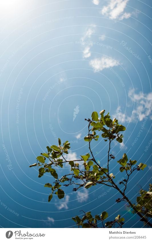 Der Sonne entgegen Umwelt Natur Pflanze Himmel Wolken Sonnenlicht Sommer Schönes Wetter Baum ästhetisch Wachstum Zweig Ast Zweige u. Äste aufwärts klein