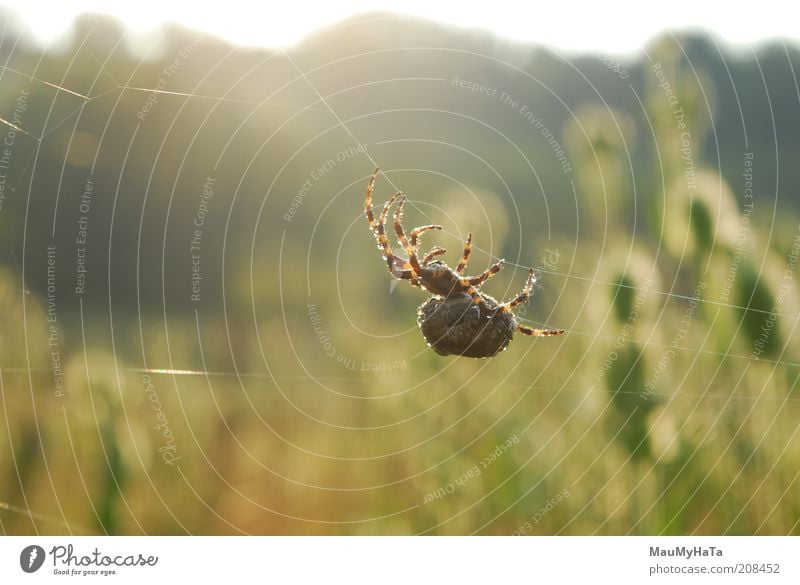 Große Spinne Natur Landschaft Pflanze Tier Erde Wasser Wassertropfen Himmel Horizont Sonne Sonnenaufgang Sonnenuntergang Sommer Blume Gras exotisch Feld wählen