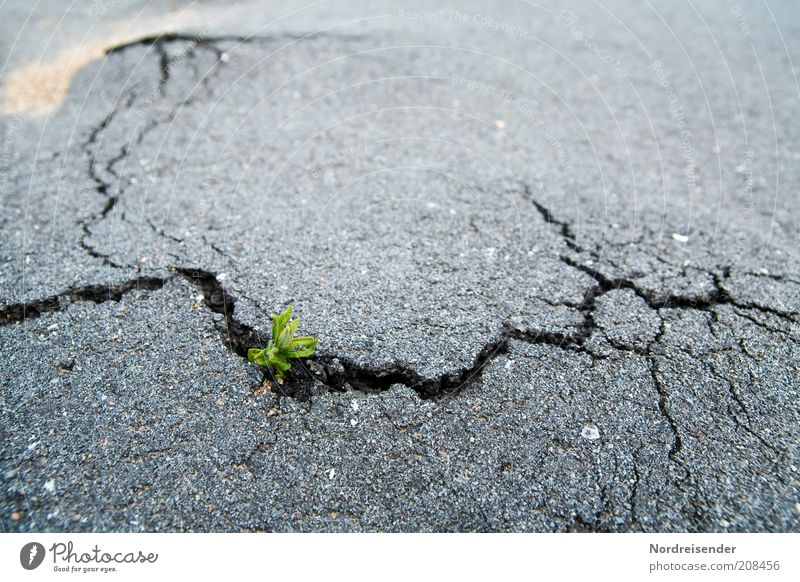 Kleinigkeit Umwelt Natur Pflanze Urelemente Erde Klima Wildpflanze Straße Wege & Pfade alt Wachstum kaputt stark Optimismus Kraft Hoffnung Leben Überleben