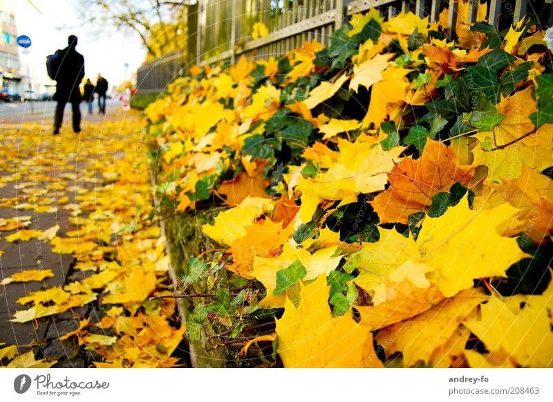 Herbst. Straße. Mensch 1 Blatt Wege & Pfade gelb gold grün Ahornblatt Efeu Herbstlaub Herbstwetter Jahreszeiten Zaun Fußgänger Fußgängerzone Bürgersteig