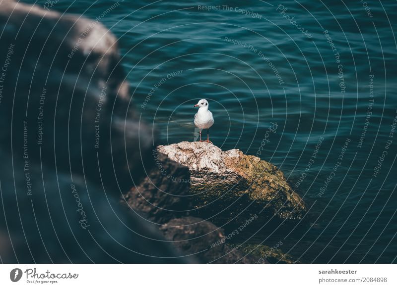 Möwe am Meer Natur Landschaft Tier Wasser Vogel Möwenvögel atmen Schwimmen & Baden sitzen stehen Amerika Saison Ferien & Urlaub & Reisen Farbfoto Außenaufnahme