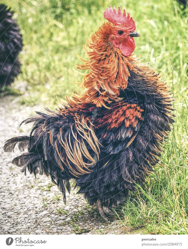 was du wolle? Urelemente Erde Gras Garten Wiese Haustier Vogel 1 Tier trendy niedlich schön Haushuhn Zwerghuhn Stolz Wachsamkeit Federvieh schick Farbfoto