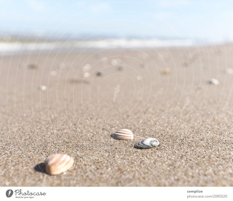 Muscheln und so Ferien & Urlaub & Reisen Tourismus Ferne Sommer Sommerurlaub Sonne Sonnenbad Strand Meer Insel Natur Sand Himmel Wellen Küste Nordsee Glück