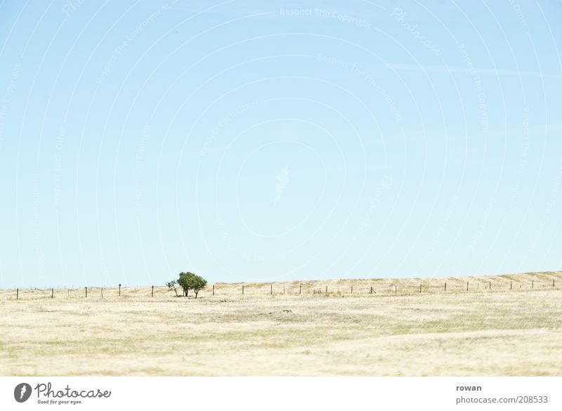 bäumchen Umwelt Natur Landschaft Sand Wolkenloser Himmel Schönes Wetter Wärme Dürre Baum Feld Hügel Wüste Unendlichkeit heiß hell trocken Steppe Farbfoto