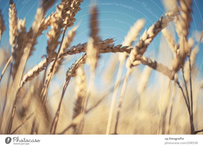 Weizen 2 Getreide Landwirtschaft Natur Pflanze Himmel Wolkenloser Himmel Sonnenlicht Sommer Schönes Wetter Nutzpflanze Weizenfeld Weizenähre Feld Stimmung