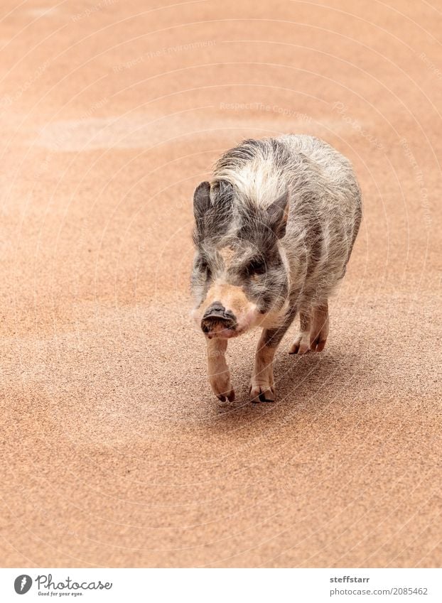 Inländischer Topf bauchiges Schwein Sus scrofa domesticus Tier Haustier Nutztier Tiergesicht 1 Körperpflege Hängebauchschwein Hausschwein heimisch Viehbestand