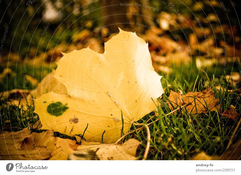 Ahornblatt Natur Herbst Gras Blatt alt gelb gold grün Herbstwald Jahreszeiten Herbstlaub herbstlich Herbstbeginn Boden Herbstwetter Stimmung Herbstfärbung