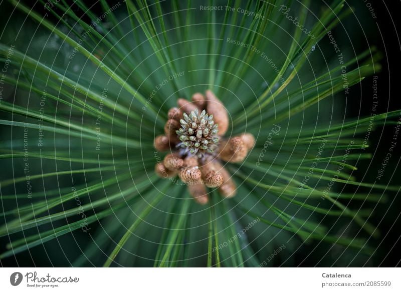 Wachstum eines Kiefernzweiges Natur Pflanze Sommer Baum Blüte Kieferblüte Kiefernadeln Garten Wald Blühend ästhetisch braun grün schwarz weiß Vorfreude