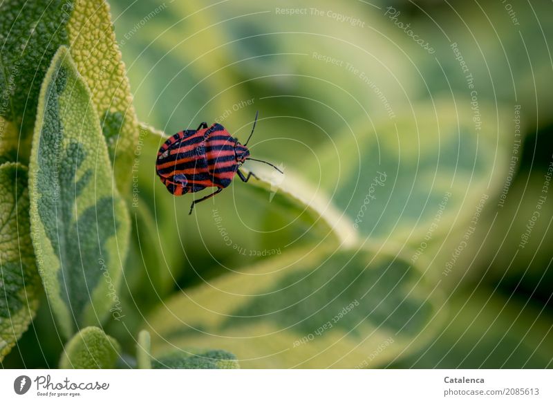 Streifenwanze krabbelt auf einem Salbeiblatt Natur Pflanze Tier Sommer Klimawandel Blatt Garten Wanze 1 krabbeln gelb grün rot schwarz Befremden Umwelt Farbfoto