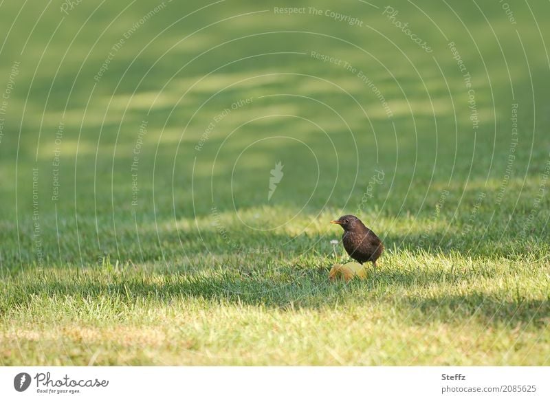 Obst zum Frühstück Amsel Amselmännchen Apfel Vogel Vögel füttern Morgenlicht Vogelbeobachtung Ruhe Singvögel beobachten Naturliebe achtsam Lebewesen Blick Leben