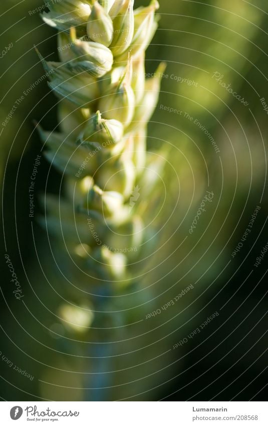 Reifezeit Getreide Umwelt Pflanze Nutzpflanze Gesundheit nah natürlich Wärme gelb grün Landwirtschaft Agrarprodukt Weizen Weizenkörner Ähren ökologisch Wachstum