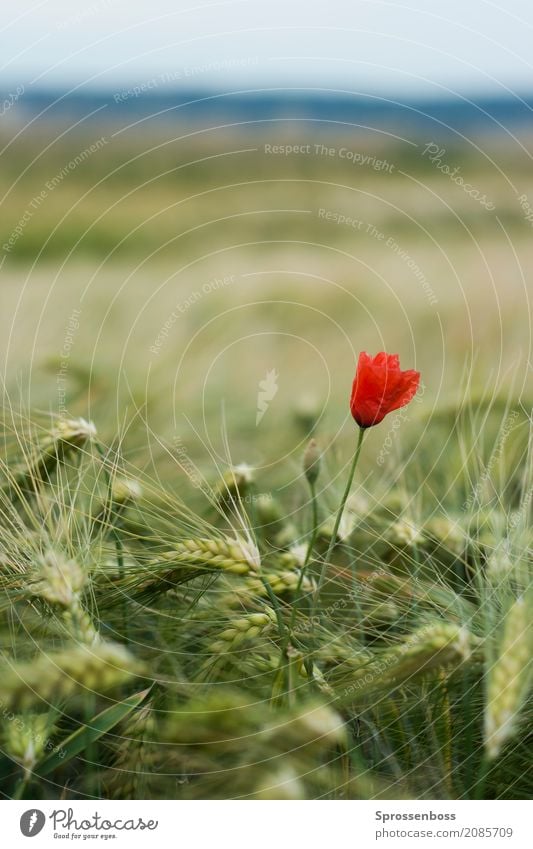 Mohnblume im Kornfeld Umwelt Natur Landschaft Pflanze Sommer Klimawandel Schönes Wetter Grünpflanze Nutzpflanze "Getreide Roggen Mohn" Feld Stadt Stadtrand