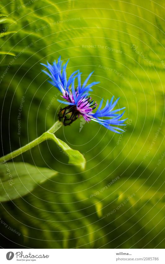 blume. Natur Pflanze Blume Flockenblume Kornblume Bergflockenblume Blühend natürlich blau grün Blattgrün Farbfoto Außenaufnahme