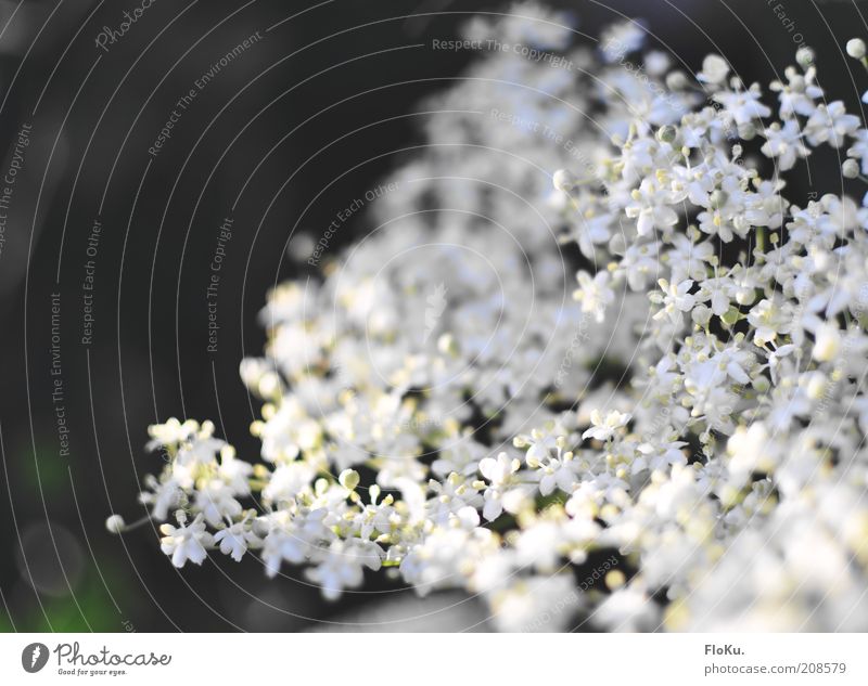 zierlich fragil Umwelt Natur Pflanze Blume Blüte Grünpflanze Wildpflanze schön klein weiß Fliederbusch zart filigran Idylle Farbfoto Außenaufnahme Nahaufnahme