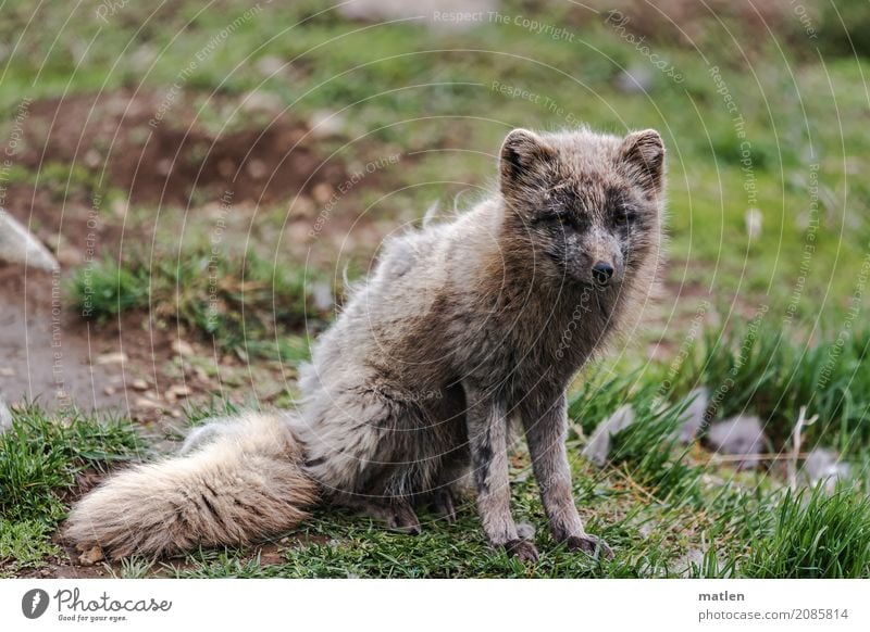 Polarfuchs Natur Tier Frühling Gras Wiese Wildtier 1 beobachten sitzen Schwanz Fell Fellwechsel Farbfoto Außenaufnahme Nahaufnahme Menschenleer