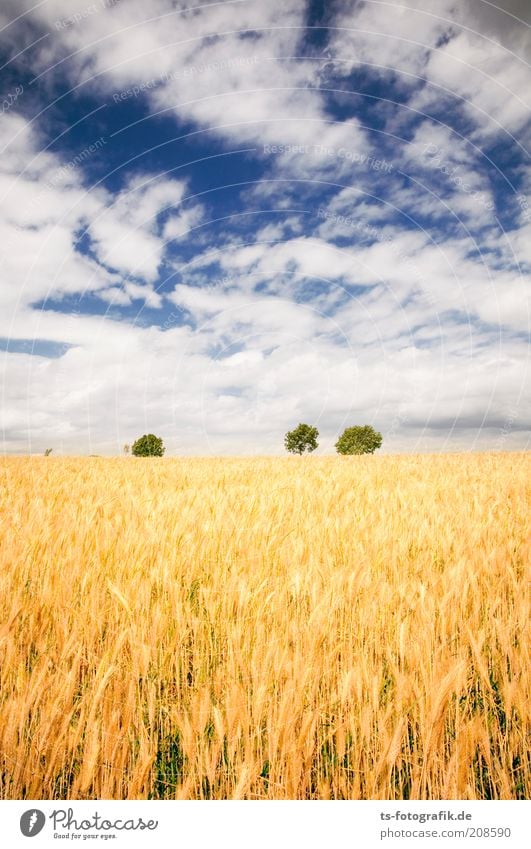 Das Feld der Ähre II Umwelt Natur Landschaft Pflanze Himmel Wolken Sommer Schönes Wetter Baum Nutzpflanze Getreide Getreidefeld Ähren Kornfeld Weizenfeld