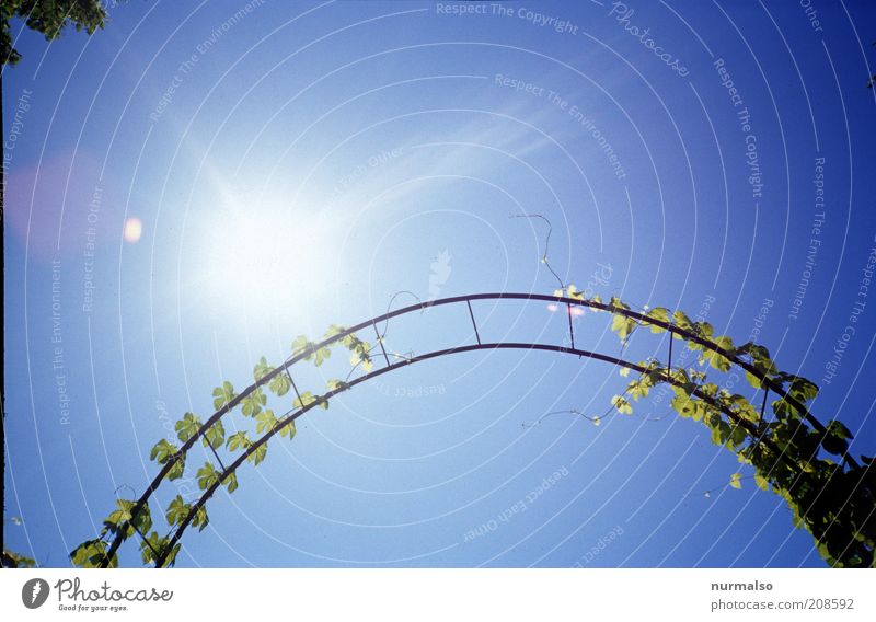 Gartenbogen Stil Umwelt Natur Pflanze Sommer Schönes Wetter Ranke Kletterrose Zeichen hängen leuchten Wachstum Duft schön Freude nachhaltig Bogen Himmel