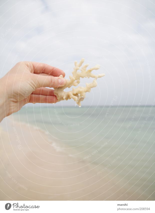 Strandfund Ferien & Urlaub & Reisen Ausflug Natur Sand Sommer Küste Meer Korallen Hand Wolken Himmel Wasser Farbfoto Außenaufnahme Textfreiraum oben