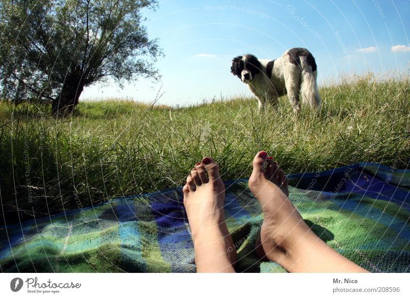 Ich bin dann mal weg ! Ausflug Sommer Haut Beine Fuß Natur Landschaft Himmel Schönes Wetter Baum Gras Hügel Haustier Hund liegen grün Zufriedenheit beobachten