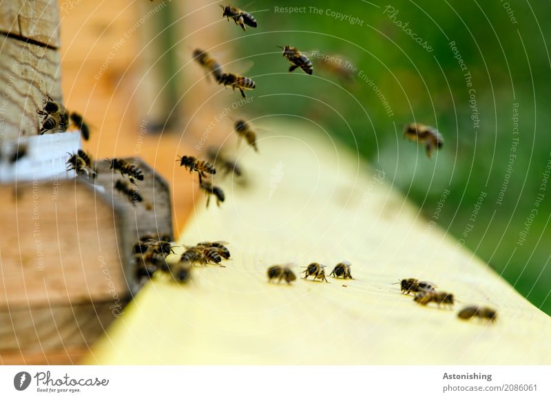 Heimkehr Umwelt Natur Tier Luft Haus Hütte Nutztier Wildtier Biene Schwarm Holz Arbeit & Erwerbstätigkeit fliegen klein braun gelb grün schwarz wiederkommen