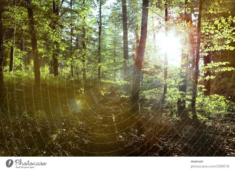 Lichtung Ausflug Umwelt Natur Landschaft Klima Wärme Baum Laubwald Holz Baumstamm Wald Umweltschutz Waldboden Waldlichtung Waldrand natürlich Farbfoto