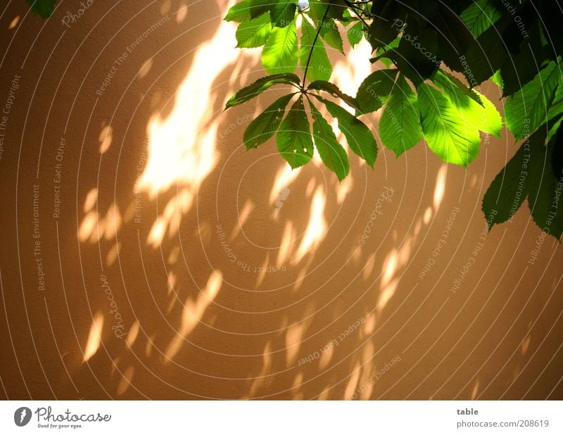 Lichtspielhaus Pflanze Baum Grünpflanze Wildpflanze Blätterdach Mauer Wand Fassade natürlich Wärme grün Natur Wachstum Farbfoto Außenaufnahme Menschenleer