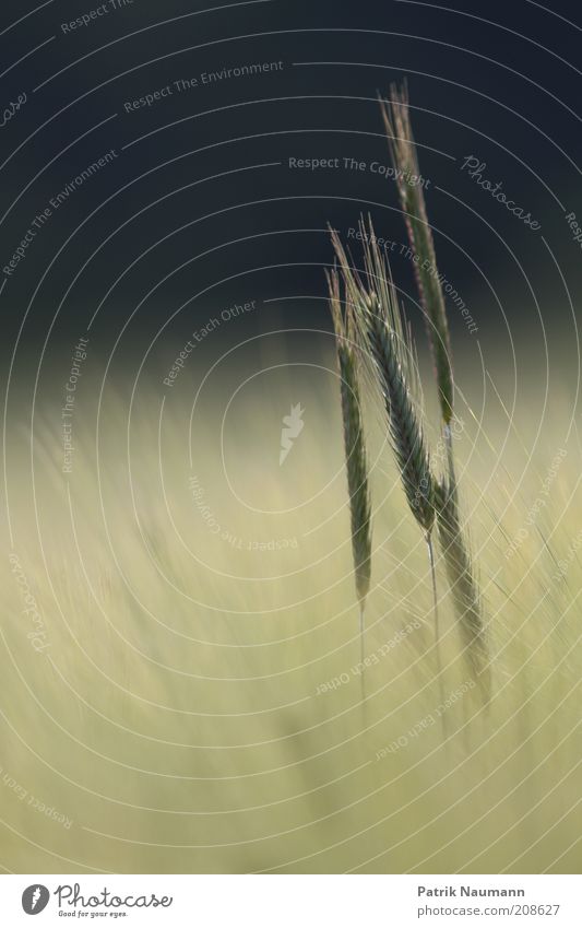 Freisteller Umwelt Natur Landschaft Sommer Herbst Klimawandel Wetter Pflanze Gras Blüte Nutzpflanze Feld Blühend Duft hoch lang nachhaltig standhaft Weizen