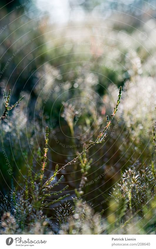 Calluna Umwelt Natur Pflanze Sommer Sträucher Grünpflanze Wildpflanze ästhetisch dünn schön betörend wild zart grün Farbfoto Außenaufnahme Menschenleer