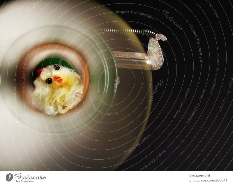 Pränatale Diagnostik Ostern Tier Tiergesicht Haushuhn Küken 1 Spielzeug lustig niedlich retro rund Ei Farbfoto Innenaufnahme Nahaufnahme Textfreiraum rechts