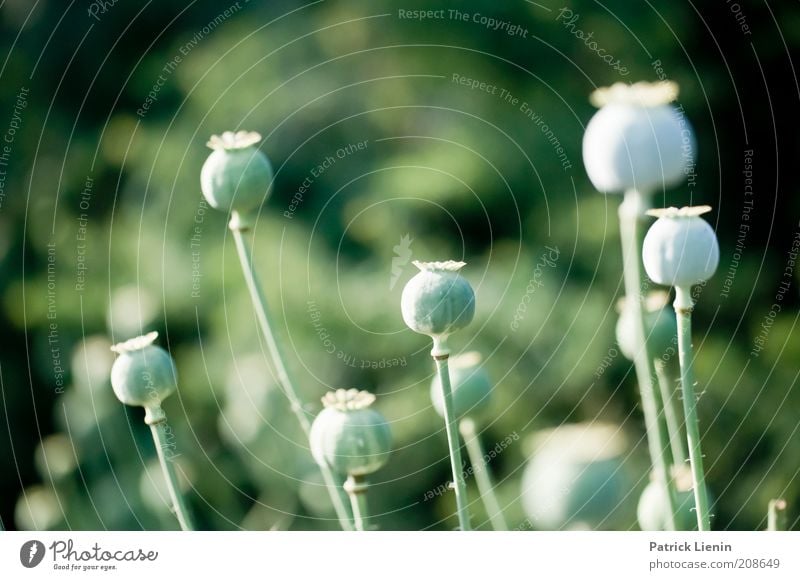 Papaver Umwelt Natur Pflanze ästhetisch dick groß rund schön Stimmung Mohn Samen Hintergrund neutral grün lang Stengel Pflanzenteile viele Farbfoto Nahaufnahme