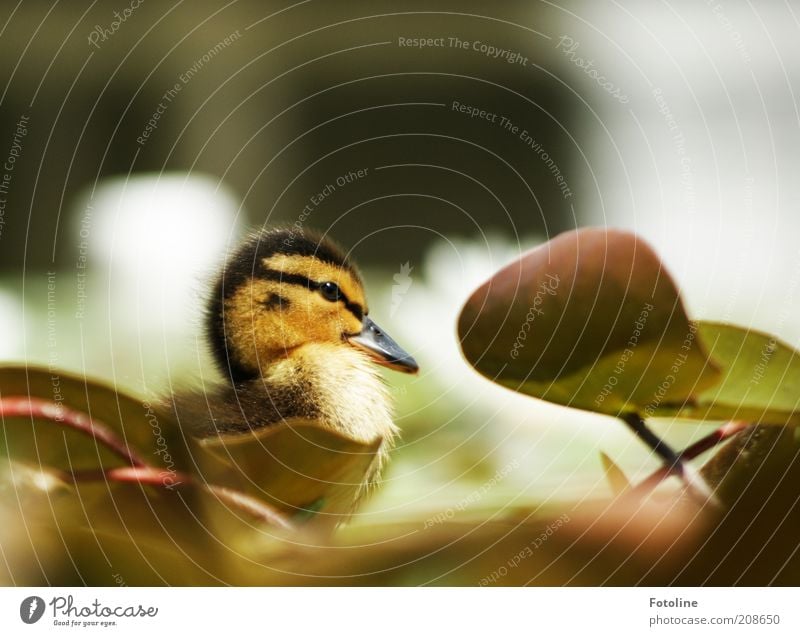 Schnattchen Umwelt Natur Pflanze Tier Frühling Wärme Blatt Seeufer Teich Wildtier Vogel Tiergesicht Tierjunges hell weich Seerosenblatt Küken Entenküken