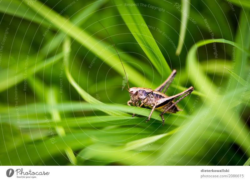 Orthoptera II Lebensmittel Umwelt Natur Landschaft Pflanze Tier Garten Park Wiese Feld Nutztier Wildtier Heuschrecke Jagd schön Gras Schädlinge