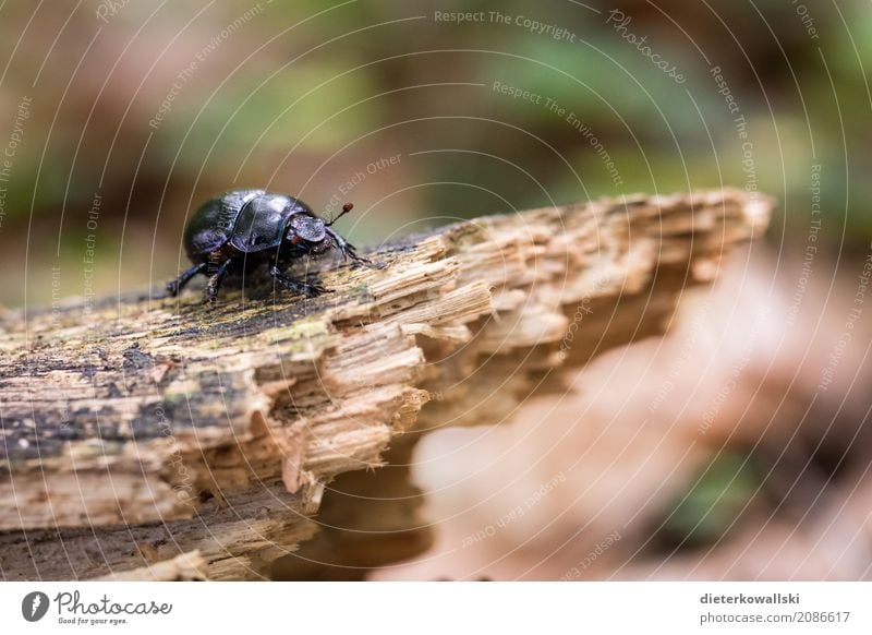 Käfer Umwelt Natur Landschaft Tier Erde Wald Wildtier hässlich natürlich schön Mistkäfer Panzer Waldboden Aasfresser Müllabfuhr Insekt Waldkäfer Waldbewohner