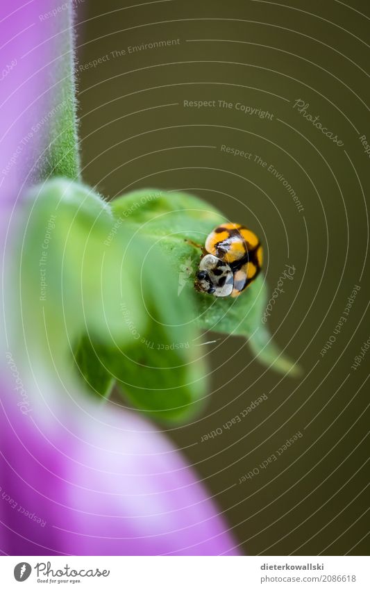 Marienkäfer Umwelt Natur Pflanze Tier Klima Klimawandel Garten Wiese Wald Nutztier Käfer natürlich Insekt Punkt nützlich Kostbarkeit Farbfoto Außenaufnahme Tag