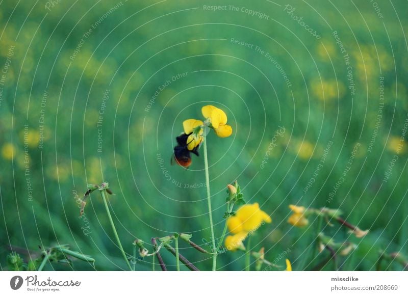 fleißiges bienchen harmonisch Erholung Umwelt Natur Pflanze Tier Frühling Sommer Blume Gras Blüte Wildpflanze Wiese Wildtier Biene Insekt Hummel 1 Blühend