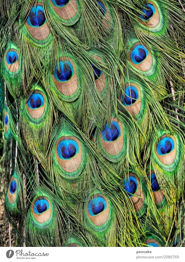 augenaufschlag Tier Vogel Bekanntheit Erfolg fantastisch schön Pfau Pfauenfeder Farbfoto Außenaufnahme Nahaufnahme Detailaufnahme Muster