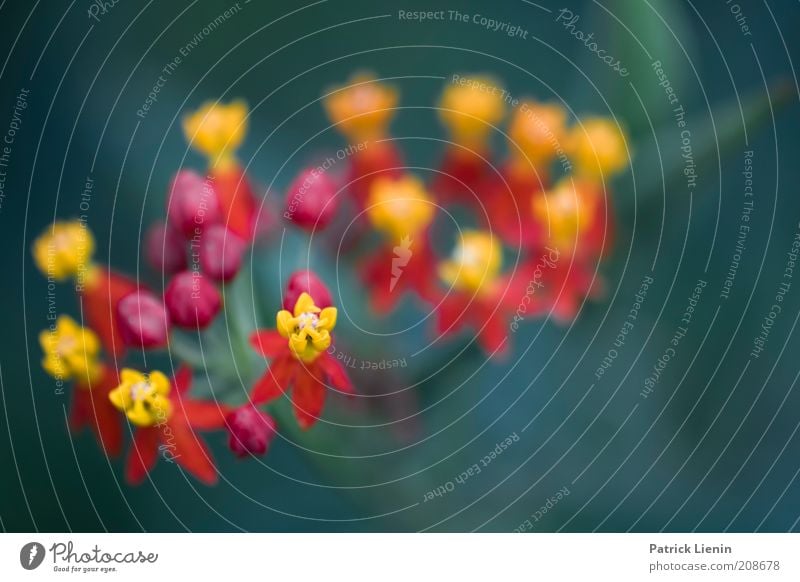 farbenfroh Umwelt Natur Pflanze Sommer Blume Blüte exotisch ästhetisch außergewöhnlich Duft authentisch elegant schön nah Wandelröschen gelb rot mehrfarbig grün