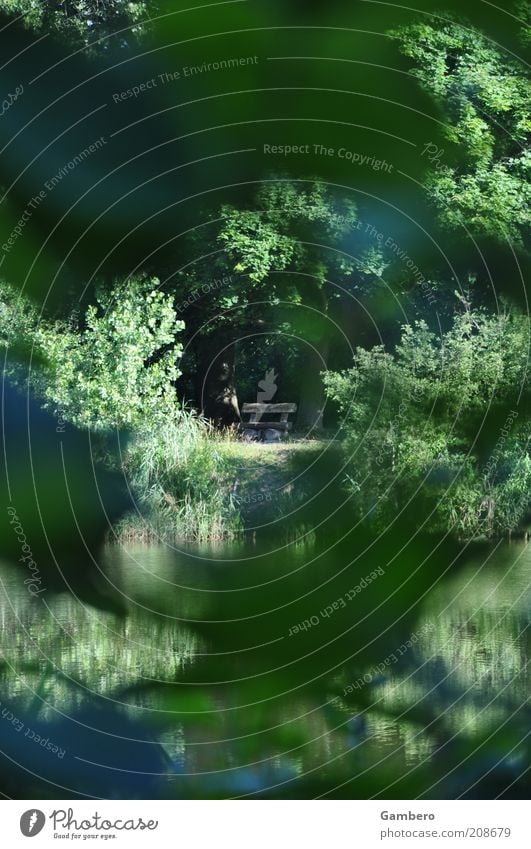 Bankgeheimnis Natur Landschaft Pflanze Sonnenlicht Sommer Baum Sträucher Blatt Grünpflanze Wildpflanze grün ruhig entdecken Erholung Pause Durchblick Farbfoto