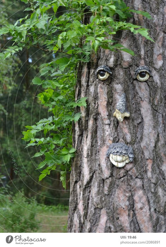 Alt wie ein Baum............ Gesicht maskulin Männlicher Senior Mann 1 Mensch 60 und älter Sommer Wald Menschenleer Dekoration & Verzierung Holz Zeichen