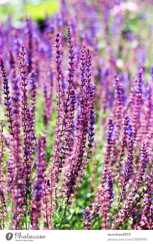 große Blumenliebe Natur Blüte lila Frühling Sommer draußen Außenaufnahme grün